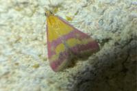 Pyrausta sanguinalis