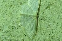Idaea subsericeata