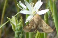 Helicoverpa armigera