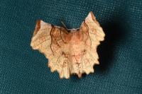 Selenia lunularia