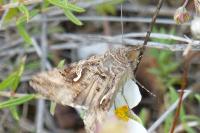 Autographa gamma