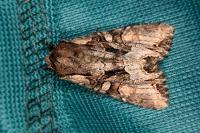 Lacanobia w-latinum