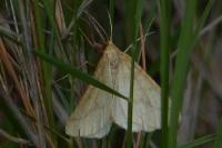 Aspitates ochrearia