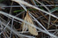 Udea ferrugalis