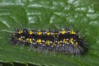 Callimorpha dominula