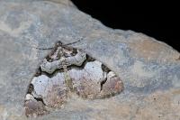 Anticlea derivata