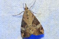 Hypena obsitalis