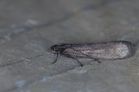 Episcythrastis tetricella
