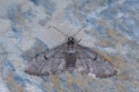 Eupithecia indigata
