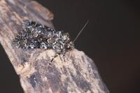 Hadena magnolii