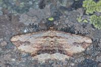 Menophra abruptaria