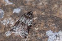 Nycteola siculana/revayana