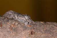 Dicranura ulmi