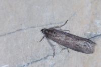 Episcythrastis tetricella