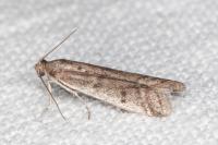 Ephestia disparella