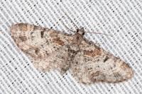 Eupithecia laquaearia