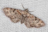 Eupithecia laquaearia