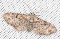 Eupithecia laquaearia