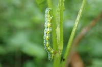 Macaria wauaria