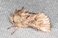 Amephana aurita