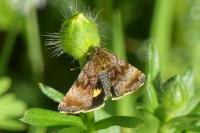 Panemeria tenebrata