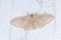Idaea degeneraria