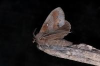 Dendrolimus pini pini