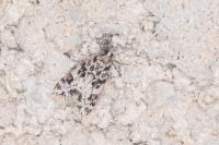 Eudonia delunella