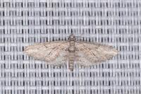 Eupithecia oxycedrata