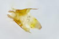 Nycteola siculana/revayana