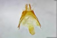 Nycteola siculana/revayana