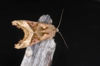 Phlogophora meticulosa
