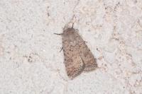 Caradrina clavipalpis
