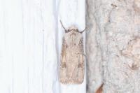 Agrotis puta