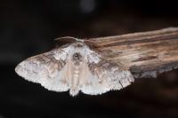 Calliteara pudibunda