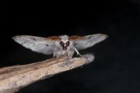 Calliteara pudibunda