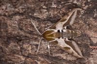 Hyles euphorbiae