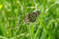 Chiasmia clathrata