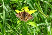 Euclidia glyphica