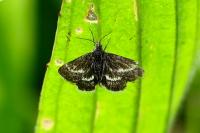 Atralata albofascialis