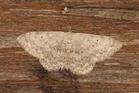 Scopula marginepunctata