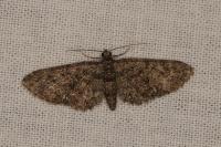 Eupithecia cocciferata