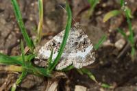 Epirrhoe alternata