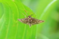 Pyrausta despicata