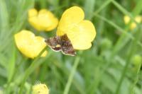 Panemeria tenebrata