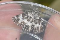 Epirrhoe tristata