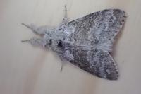 Calliteara pudibunda