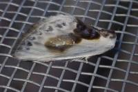 Cilix glaucata