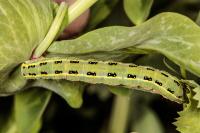 Xylena exsoleta