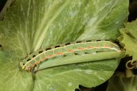 Xylena exsoleta